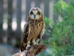 Short Eared Owl