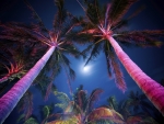 Worm's eye view of a palm tree grove undeath a moon and dark blue sky