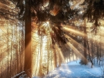 sunbeams in the woods