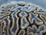 Brain Coral