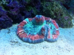 Brain Coral