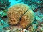 Brain Coral
