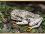 FRAMED FROG