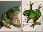FROG COLLAGE