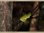 FRAMED FROG