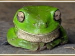 FRAMED FROG