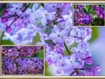 LILAC COLLAGE