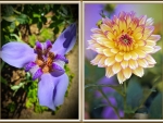 FLOWER COLLAGE