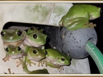 FRAMED FROGS
