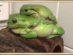 FRAMED FROGS