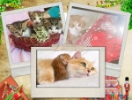 Collage of cats
