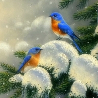 blue birds
