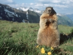 Alpine Marmot