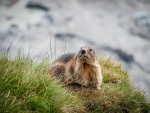 Alpine Marmot