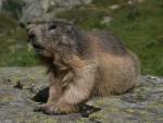 Alpine Marmot