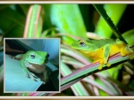FROG COLLAGE