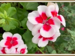 BEAUTIFUL GERANIUMS