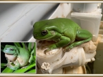 FROG COLLAGE