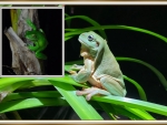 FROG COLLAGE