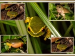 FROG COLLAGE