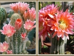 LOVELY CACTI