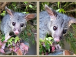 CUTE POSSUM COLLAGE