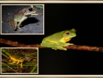 FROG COLLAGE