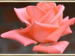 BEAUTIFUL ROSE
