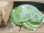 BIG FROG