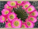 PRETTY CACTUS