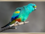 BEAUTIFUL PARROT