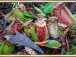 CARNIVOROUS PLANT