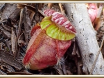 CARNIVOROUS PLANT
