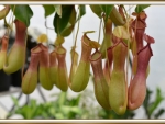 CARNIVOROUS PLANT