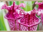 CARNIVOROUS PLANT