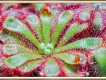 CARNIVOROUS PLANT