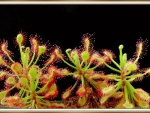 CARNIVOROUS PLANT