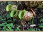 CARNIVOROUS PLANT