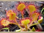 CARNIVOROUS PLANT