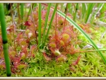 CARNIVOROUS PLANT