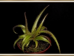 CARNIVOROUS PLANT