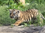 Tiger cub