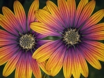 African Daisies