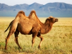 Bactrain Camel