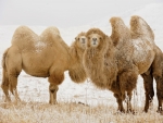 Bactrain Camel
