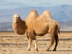 Bactrain Camel
