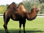 Bactrain Camel