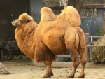 Bactrain Camel