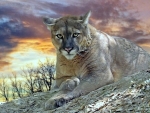 Cougar