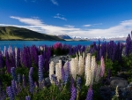 lupins by the lake